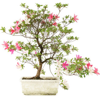 Rhododendron indicum, 69 cm, ± 25 anni