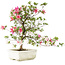 Rhododendron indicum, 69 cm, ± 25 anni