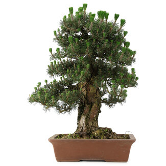 Pinus thunbergii Kotobuki, 73 cm, ± 30 anni