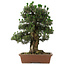 Pinus thunbergii Kotobuki, 73 cm, ± 30 años