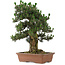 Pinus thunbergii Kotobuki, 73 cm, ± 30 anni