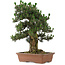 Pinus thunbergii Kotobuki, 73 cm, ± 30 jaar oud