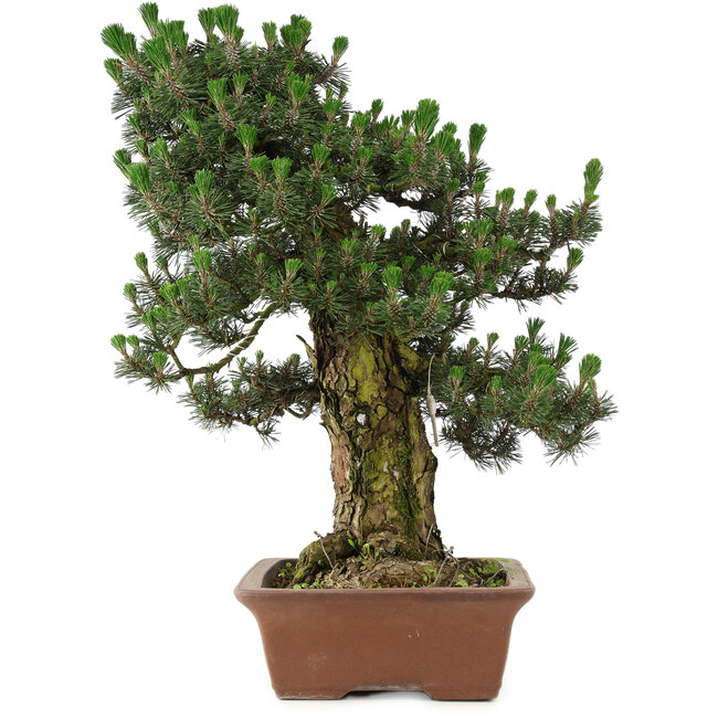 Pinus thunbergii Kotobuki, 73 cm, ± 30 anni