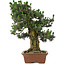 Pinus thunbergii Kotobuki, 73 cm, ± 30 Jahre alt