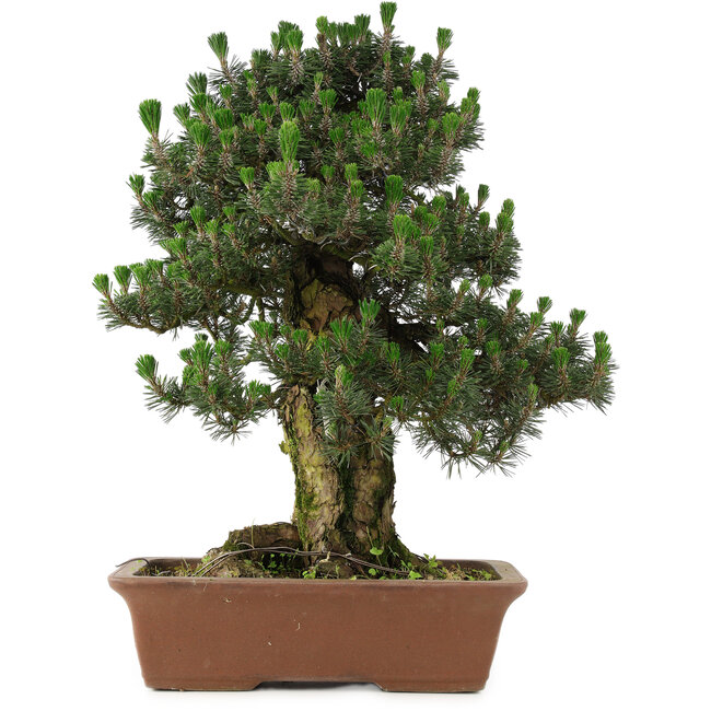 Pinus thunbergii Kotobuki, 73 cm, ± 30 years old