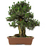 Pinus thunbergii Kotobuki, 73 cm, ± 30 years old