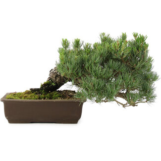 Pinus parviflora, 22 cm, ± 30 Jahre alt