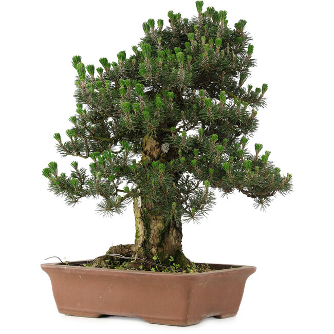 Pinus thunbergii Kotobuki, 73 cm, ± 30 ans