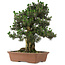 Pinus thunbergii Kotobuki, 73 cm, ± 30 jaar oud