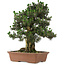 Pinus thunbergii Kotobuki, 73 cm, ± 30 Jahre alt