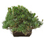 Pinus parviflora, 22 cm, ± 30 anni