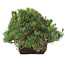 Pinus parviflora, 22 cm, ± 30 Jahre alt