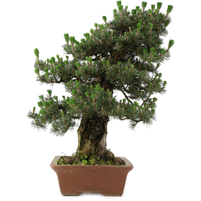 Pinus thunbergii Kotobuki, 73 cm, ± 30 años