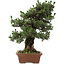 Pinus thunbergii Kotobuki, 73 cm, ± 30 años