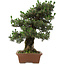Pinus thunbergii Kotobuki, 73 cm, ± 30 ans