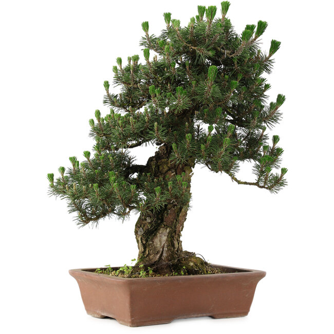 Pinus thunbergii Kotobuki, 73 cm, ± 30 years old