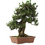 Pinus thunbergii Kotobuki, 73 cm, ± 30 Jahre alt