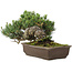 Pinus parviflora, 22 cm, ± 30 jaar oud