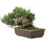Pinus parviflora, 22 cm, ± 30 years old