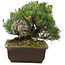 Pinus parviflora, 22 cm, ± 30 Jahre alt