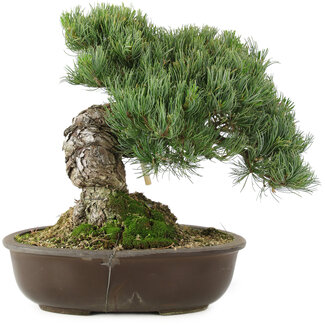 Pinus parviflora, 28 cm, ± 30 jaar oud