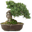 Pinus parviflora, 28 cm, ± 30 años