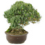 Pinus parviflora, 28 cm, ± 30 jaar oud
