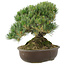 Pinus parviflora, 28 cm, ± 30 Jahre alt