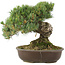 Pinus parviflora, 28 cm, ± 30 Jahre alt