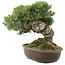 Pinus parviflora, 28 cm, ± 30 anni
