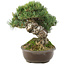 Pinus parviflora, 28 cm, ± 30 Jahre alt