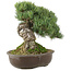 Pinus parviflora, 28 cm, ± 30 jaar oud