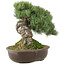 Pinus parviflora, 28 cm, ± 30 years old