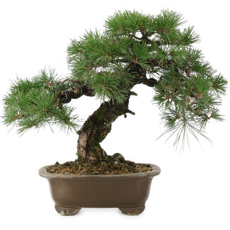 Pinus thunbergii, 42 cm, ± 30 anni