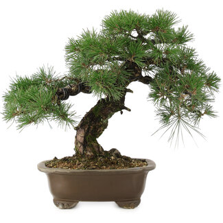 Pinus thunbergii, 42 cm, ± 30 jaar oud