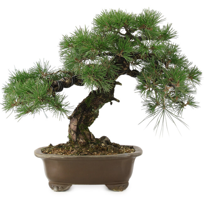 Pinus thunbergii, 42 cm, ± 30 años