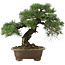 Pinus thunbergii, 42 cm, ± 30 jaar oud