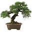 Pinus thunbergii, 42 cm, ± 30 years old