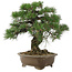 Pinus thunbergii, 42 cm, ± 30 años