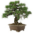 Pinus thunbergii, 42 cm, ± 30 jaar oud