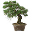 Pinus thunbergii, 42 cm, ± 30 jaar oud