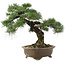 Pinus thunbergii, 42 cm, ± 30 jaar oud