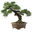 Pinus thunbergii, 42 cm, ± 30 years old