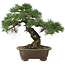 Pinus thunbergii, 42 cm, ± 30 jaar oud