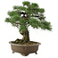 Pinus thunbergii, 42 cm, ± 30 jaar oud