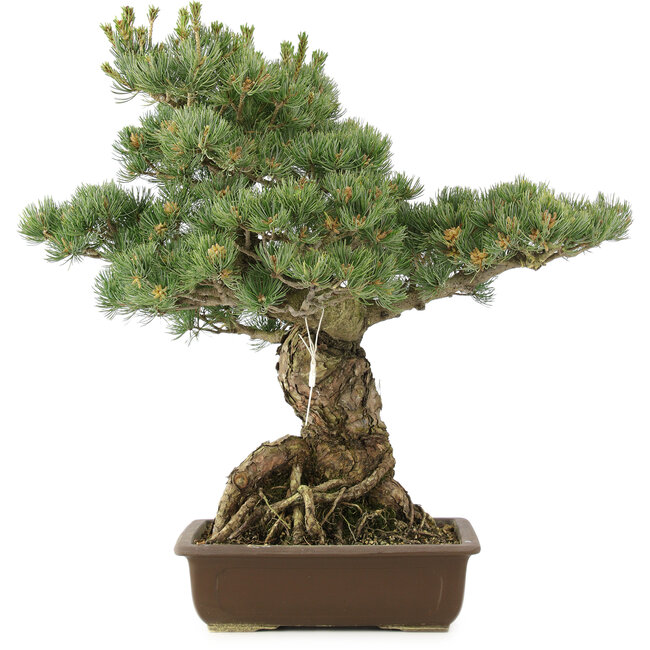 Pinus parviflora, 51 cm, ± 30 jaar oud