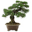 Pinus thunbergii, 42 cm, ± 30 jaar oud