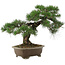 Pinus thunbergii, 42 cm, ± 30 años