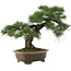 Pinus thunbergii, 42 cm, ± 30 jaar oud