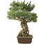 Pinus parviflora, 51 cm, ± 30 jaar oud
